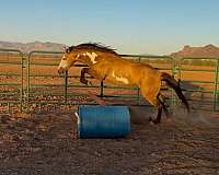 pack-paint-horse
