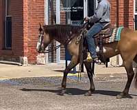 parade-paint-horse