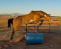 performance-paint-horse