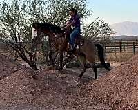 ranch-paint-horse