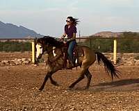 ranch-versatility-paint-horse