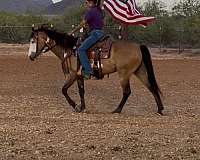 ranch-work-paint-horse