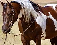 athletic-paint-horse