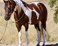 beginner-paint-horse