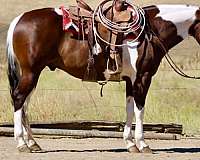 calf-roping-paint-horse