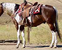 endurance-paint-horse