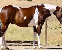 experienced-paint-horse