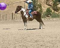 husband-safe-paint-horse