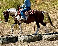 pack-paint-horse