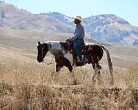 performance-paint-horse