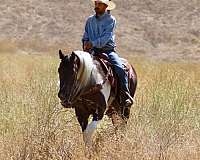 ranch-paint-horse