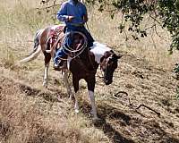 ranch-versatility-paint-horse