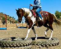 ranch-work-paint-horse