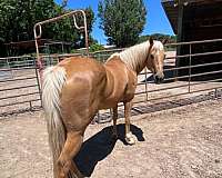 athletic-quarter-horse