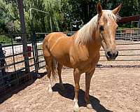 endurance-quarter-horse