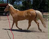experienced-quarter-horse