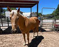 performance-quarter-horse