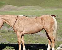 ranch-quarter-horse