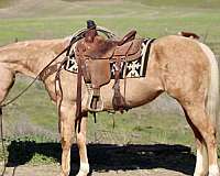 ranch-versatility-quarter-horse