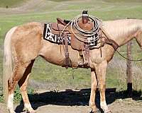 ranch-work-quarter-horse