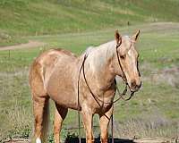 ridden-western-quarter-horse