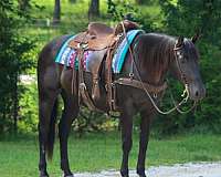 athletic-quarter-horse
