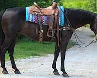 beginner-quarter-horse