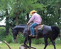 endurance-quarter-horse