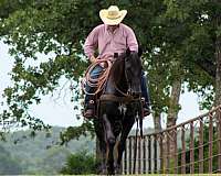 experienced-quarter-horse