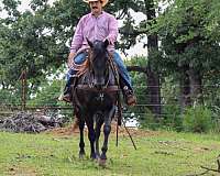 flashy-quarter-horse
