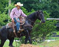 kid-safe-quarter-horse