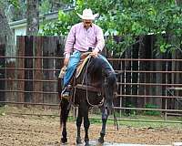 pack-quarter-horse