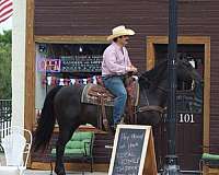 parade-quarter-horse