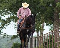 performance-quarter-horse