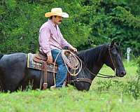 playday-quarter-horse