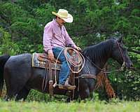 ranch-quarter-horse