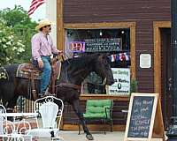 ranch-versatility-quarter-horse