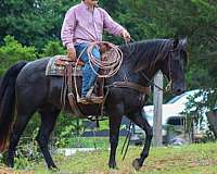 ranch-work-quarter-horse