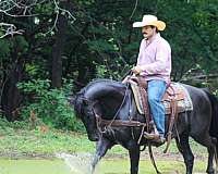 ridden-western-quarter-horse