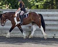 draft-horse-for-sale