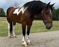 draft-horse