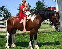 draft-gelding