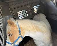 palomino-tovero-palomino-filly-yearling