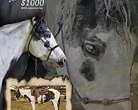 palomino-tovero-filly-yearling-for-sale