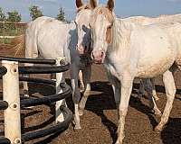 palomino-tovero-palomino-for-sale