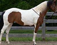 paint-mare