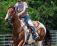 paint-horse-for-sale