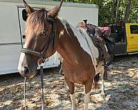 paint-horse