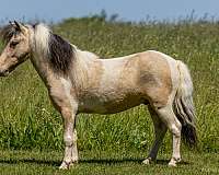 buckskin-white-pony-gelding