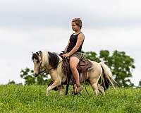 beautiful-buckskin-pony